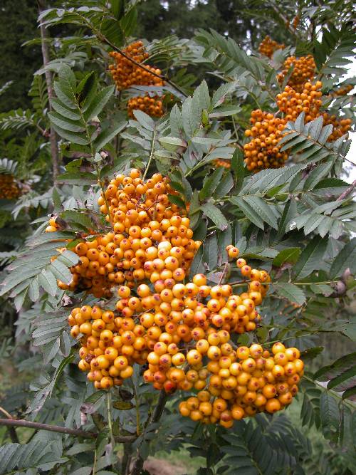 Høstvakker rogn ( Sorbus 'Sunshine')